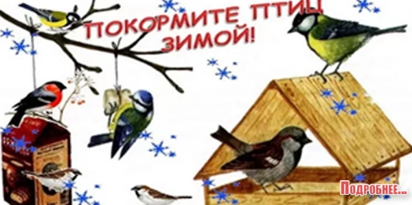 Покормите птиц зимой